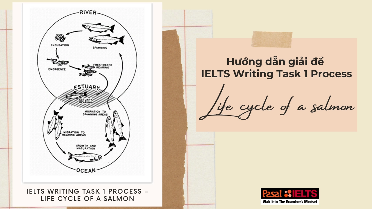 Hướng dẫn giải đề IELTS Writing Task 1 Process – Life cycle of a salmon và bài mẫu